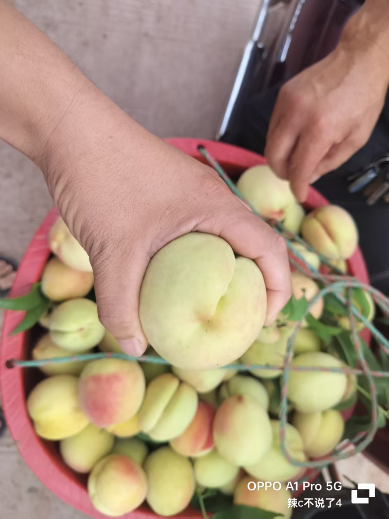 皮球桃