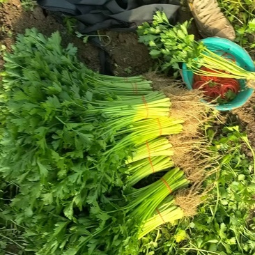 香芹大量上市价格优惠