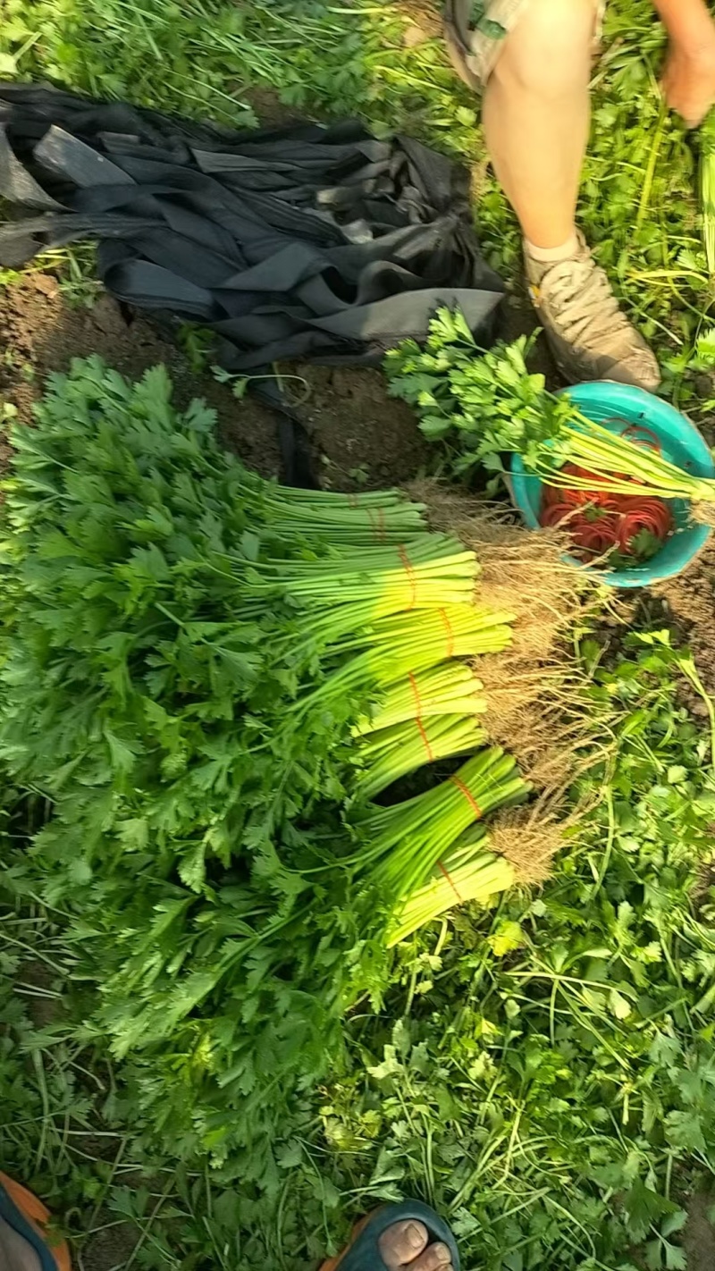 香芹大量上市价格优惠