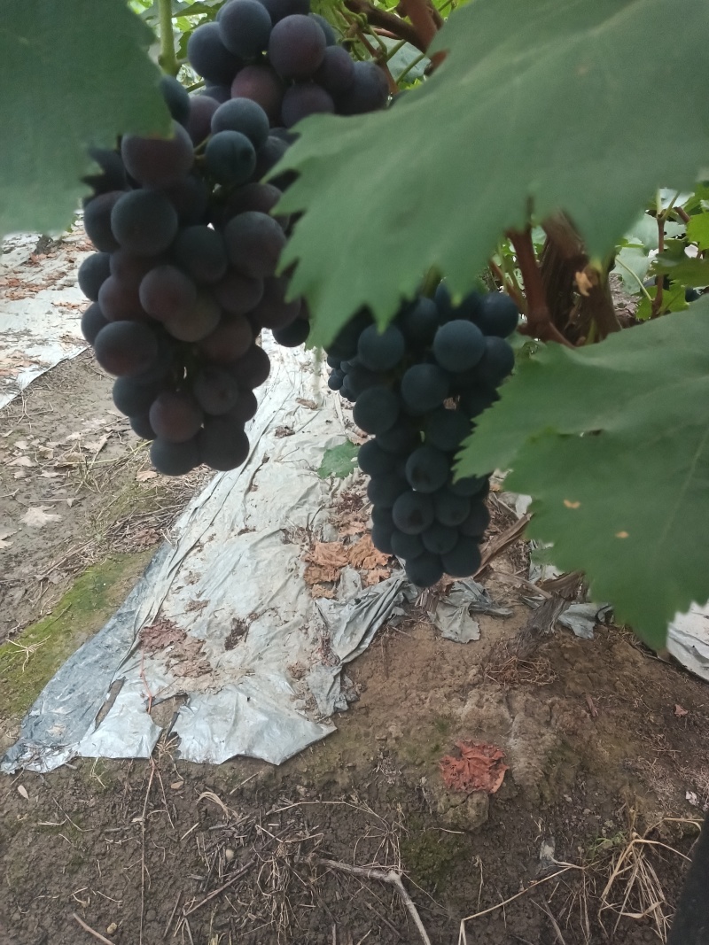 彭山无籽巨峰葡萄