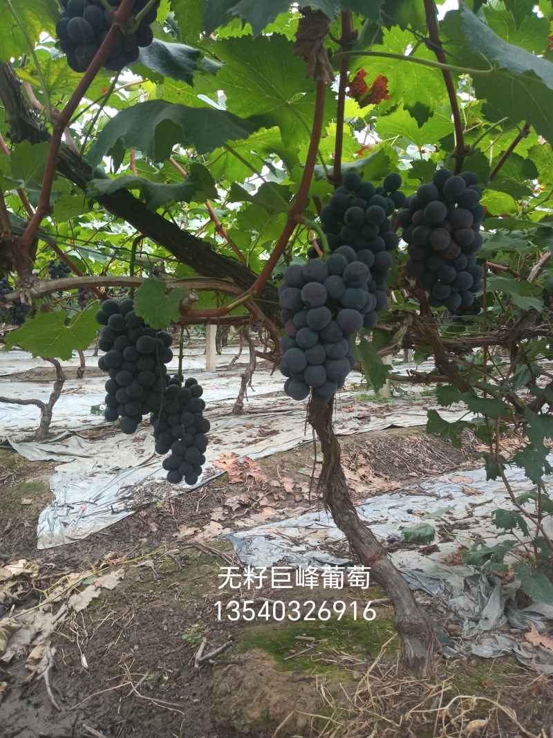 彭山无籽巨峰葡萄
