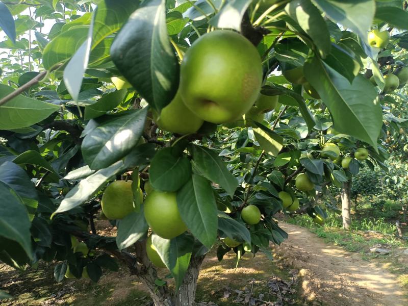 苍溪县脆冠梨
