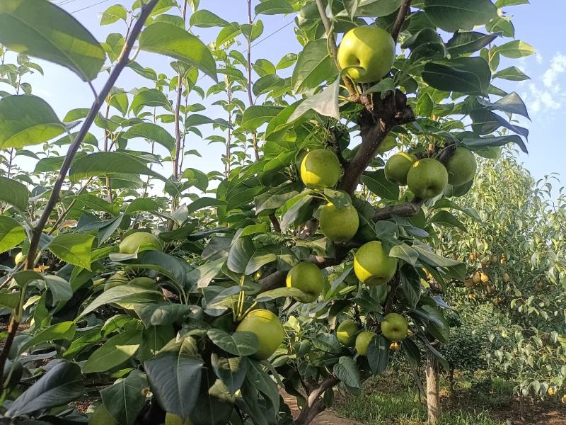 苍溪县脆冠梨