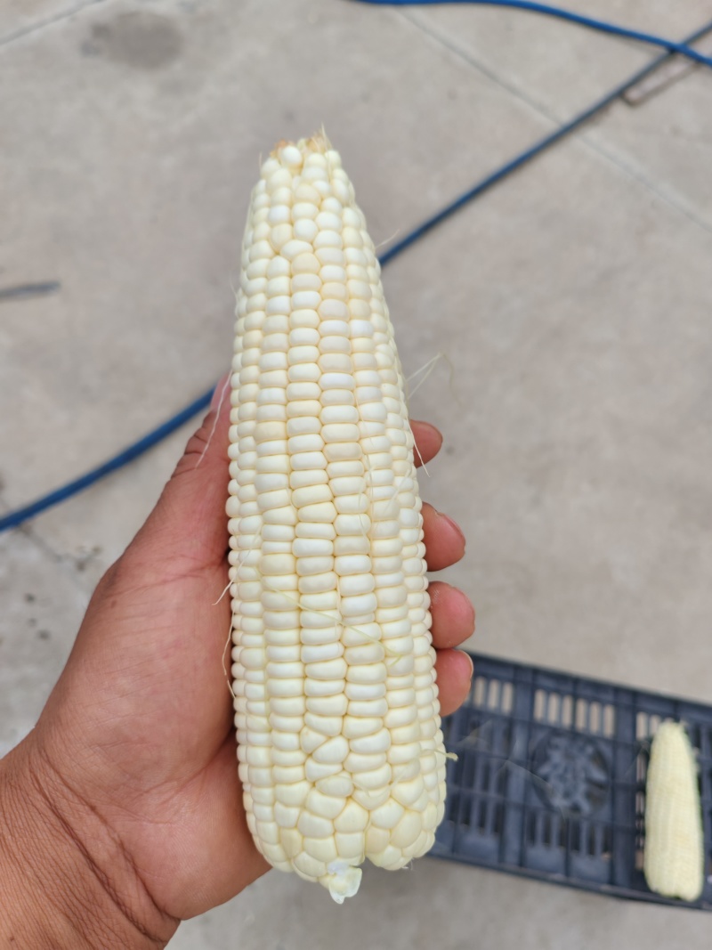 336粘玉米，好吃不贵，经济实惠。可以发往全国各地