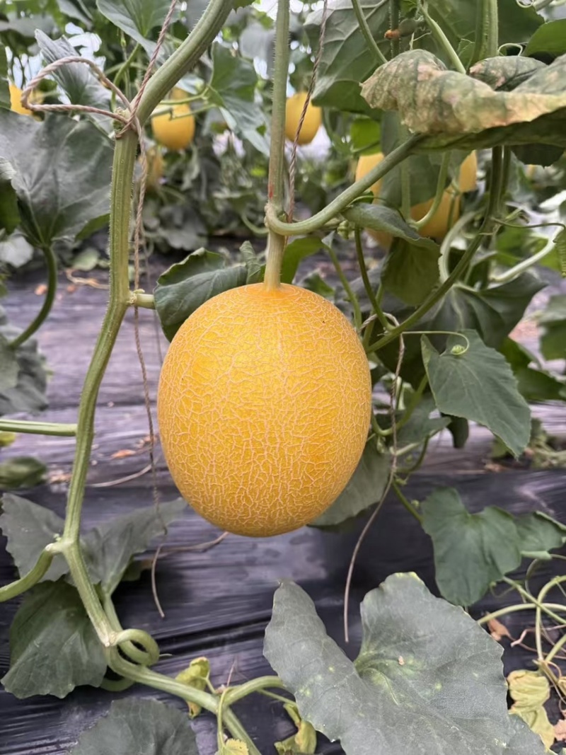 山东产区凤金6号大量供应