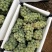 云南弥勒东风高原精品水晶葡萄，支持视频看货，实地看货