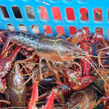 精品湖北小龙虾货源充足一手货源质量保证欢迎咨询