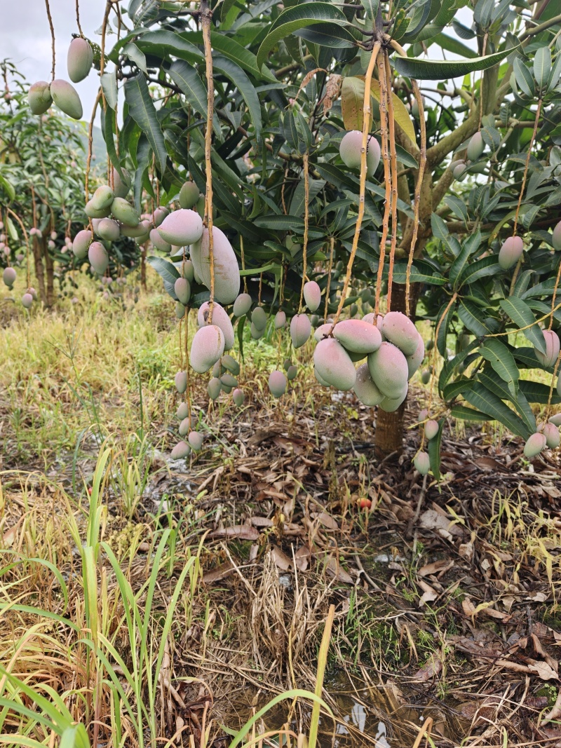 云南热带贵妃芒，香甜可囗！品质相当好！你准备好了吗！