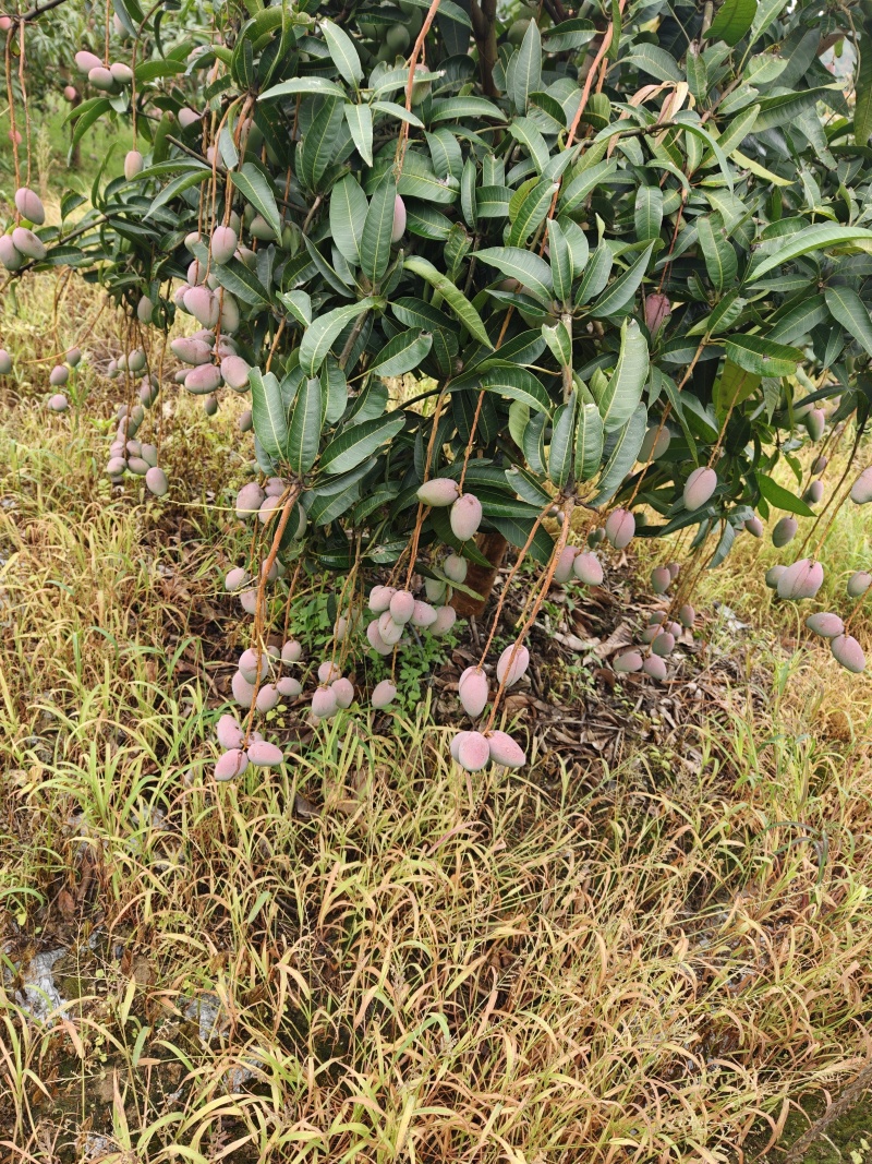 云南热带贵妃芒，香甜可囗！品质相当好！你准备好了吗！