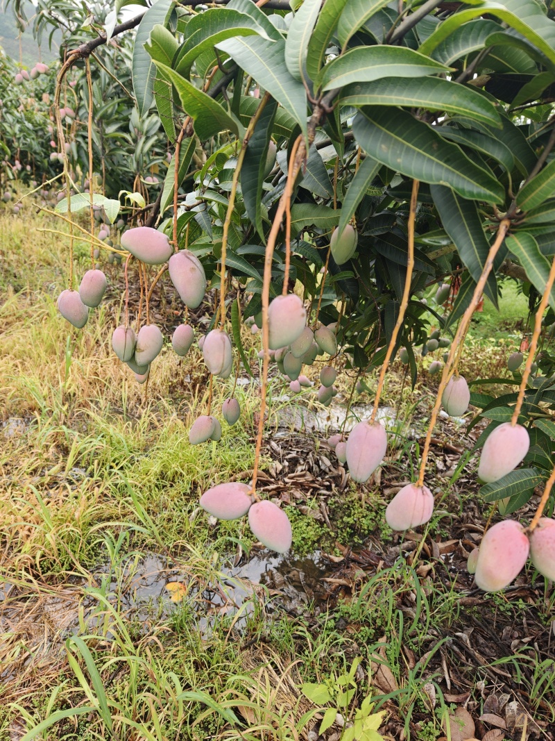 云南热带贵妃芒，香甜可囗！品质相当好！你准备好了吗！