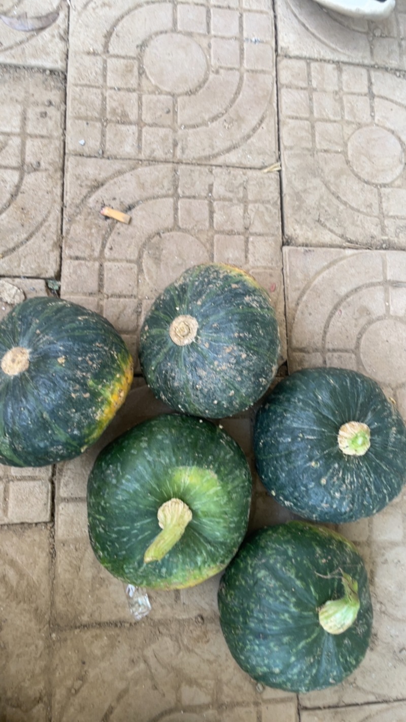 板栗南瓜