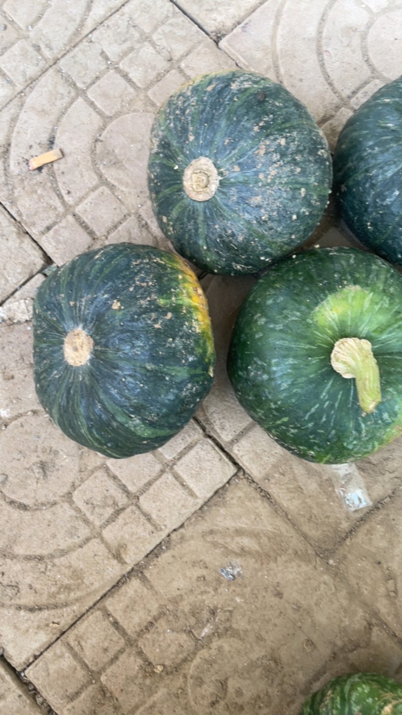 板栗南瓜
