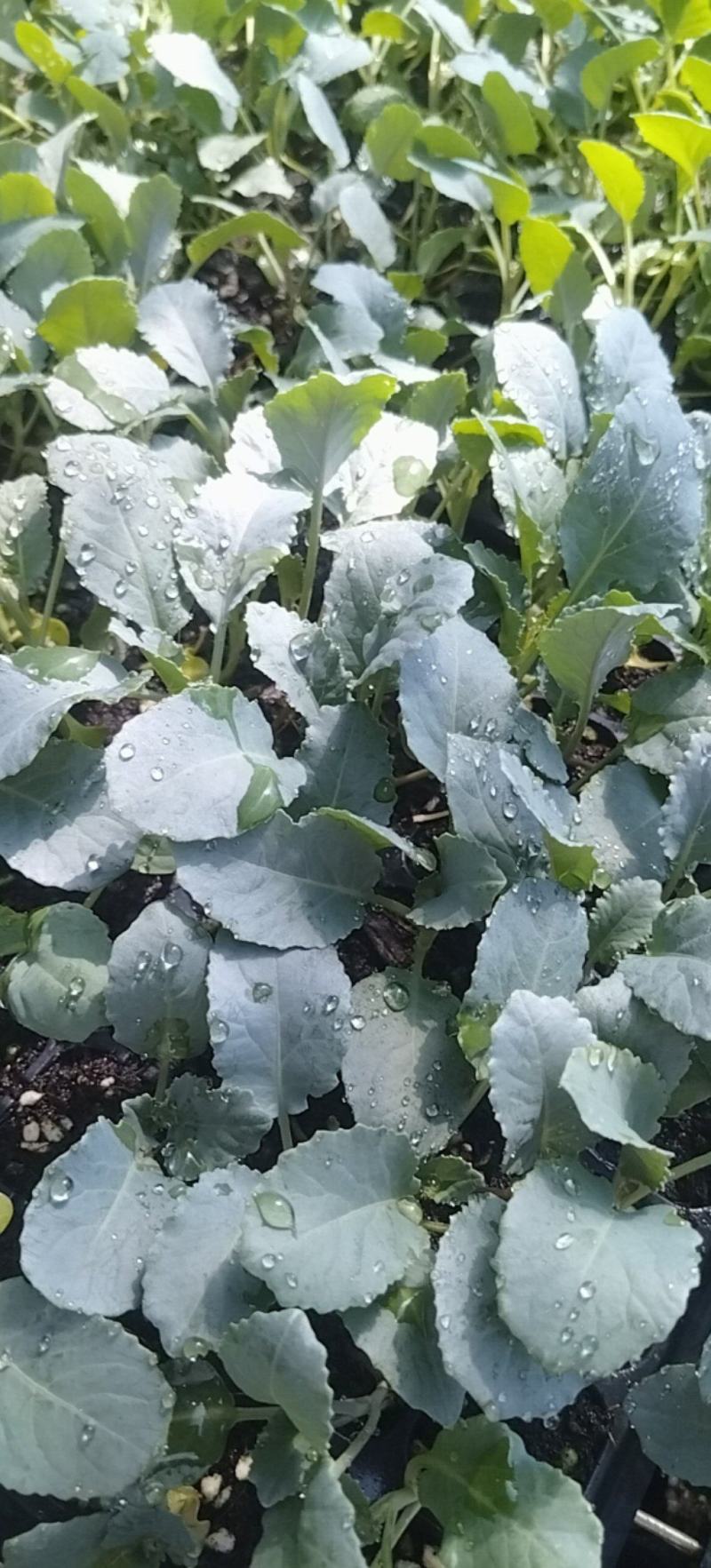 大家好，菜花苗大量现货80天菜花苗，大量批发