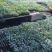 大家好，菜花苗大量现货80天菜花苗，大量批发