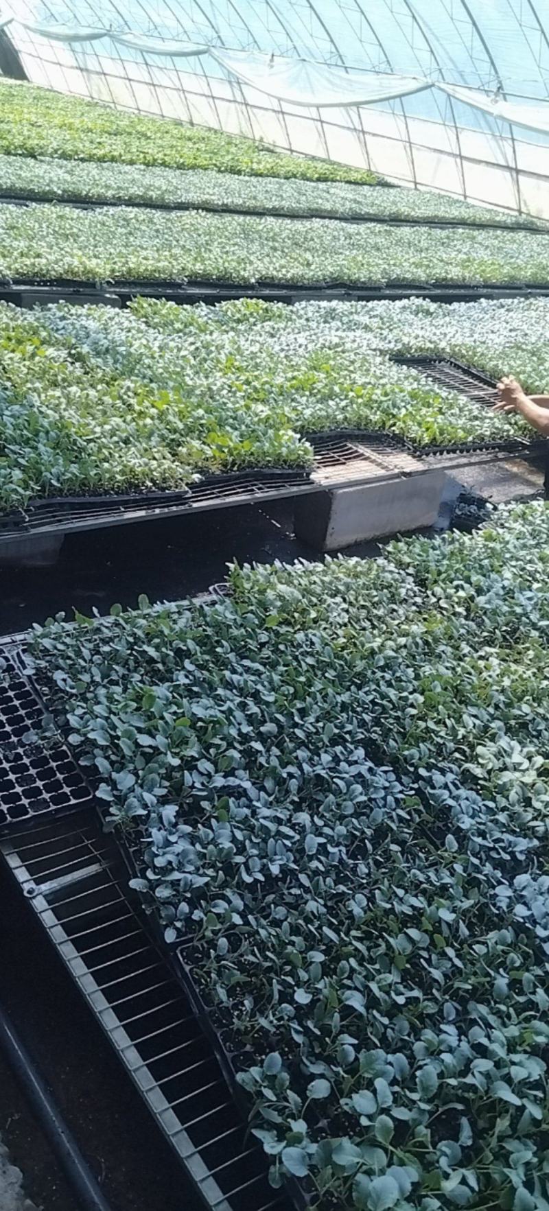 大家好，菜花苗大量现货80天菜花苗，大量批发