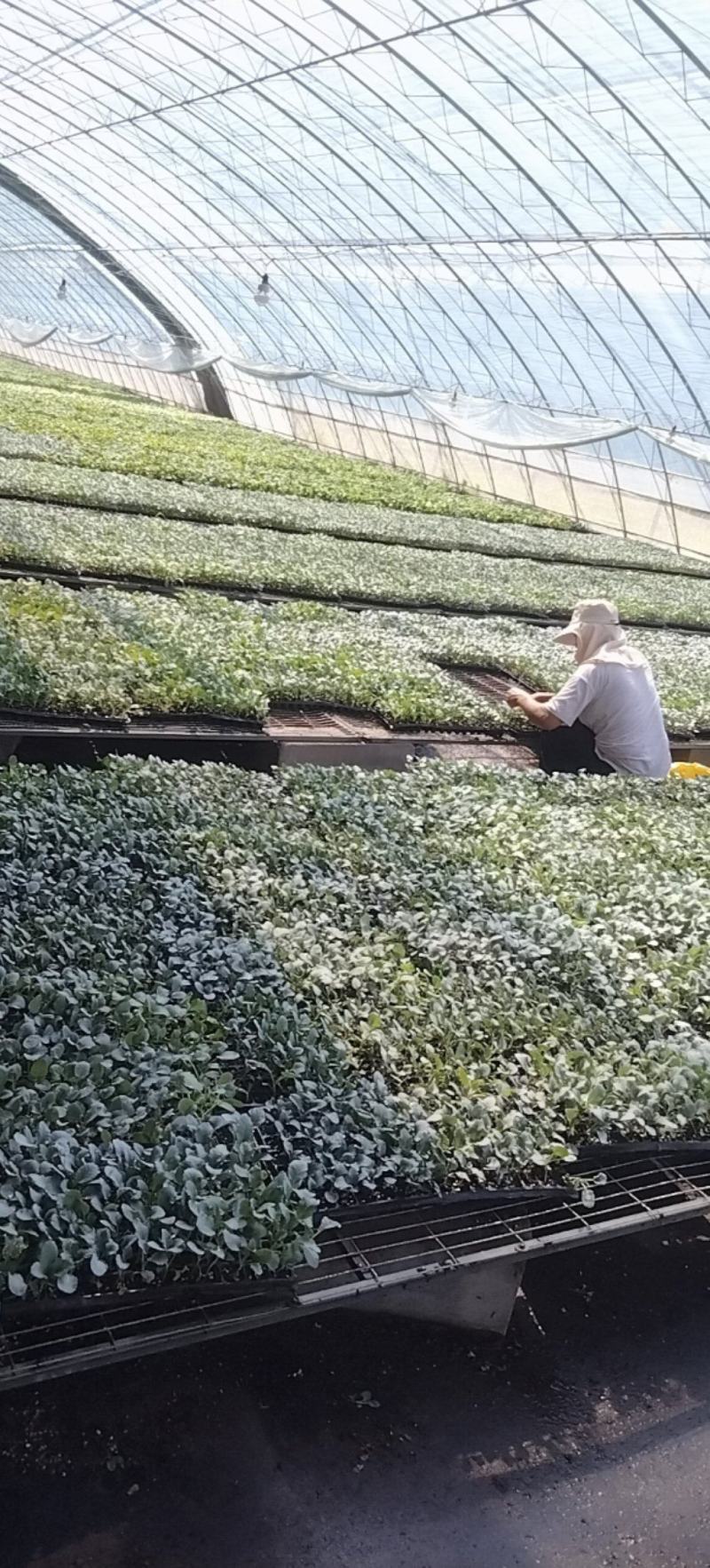 大家好，菜花苗大量现货80天菜花苗，大量批发