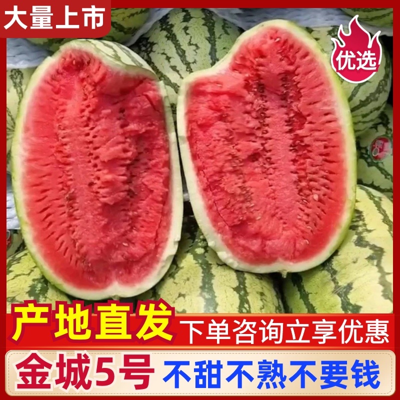 宁夏精品金城五号西瓜石头瓜硒砂瓜金花系列品质好发全国市场
