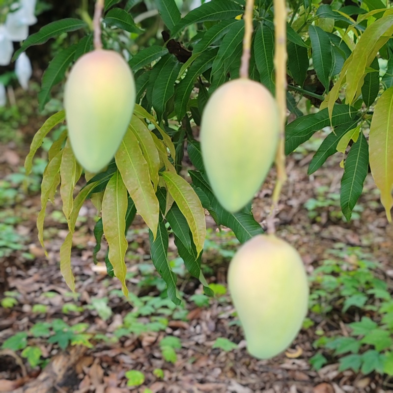 百色台农芒果