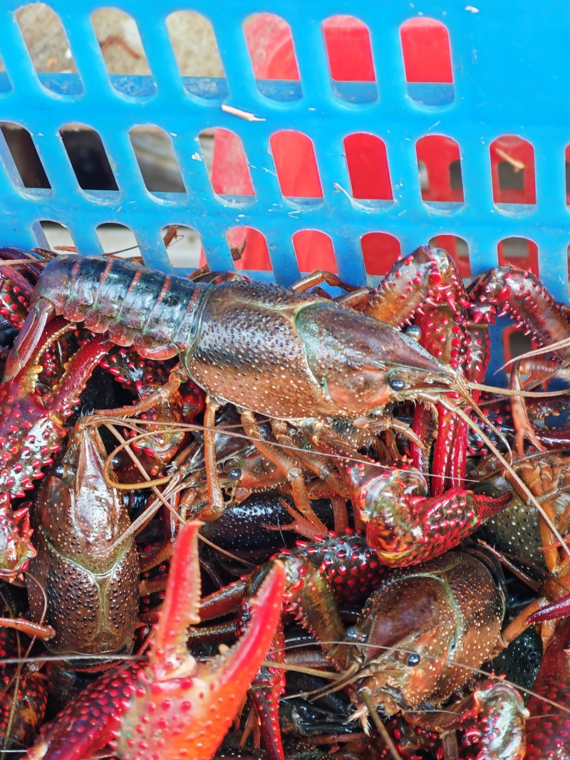 洪湖小龙虾肉质嫩口感好质量保证欢迎咨询