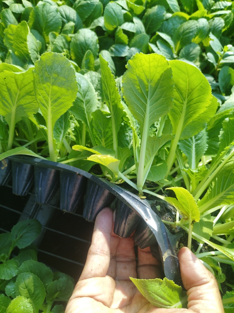 【推荐】精品白菜苗，厂家直供，基质育苗，无病虫害，现苗直发
