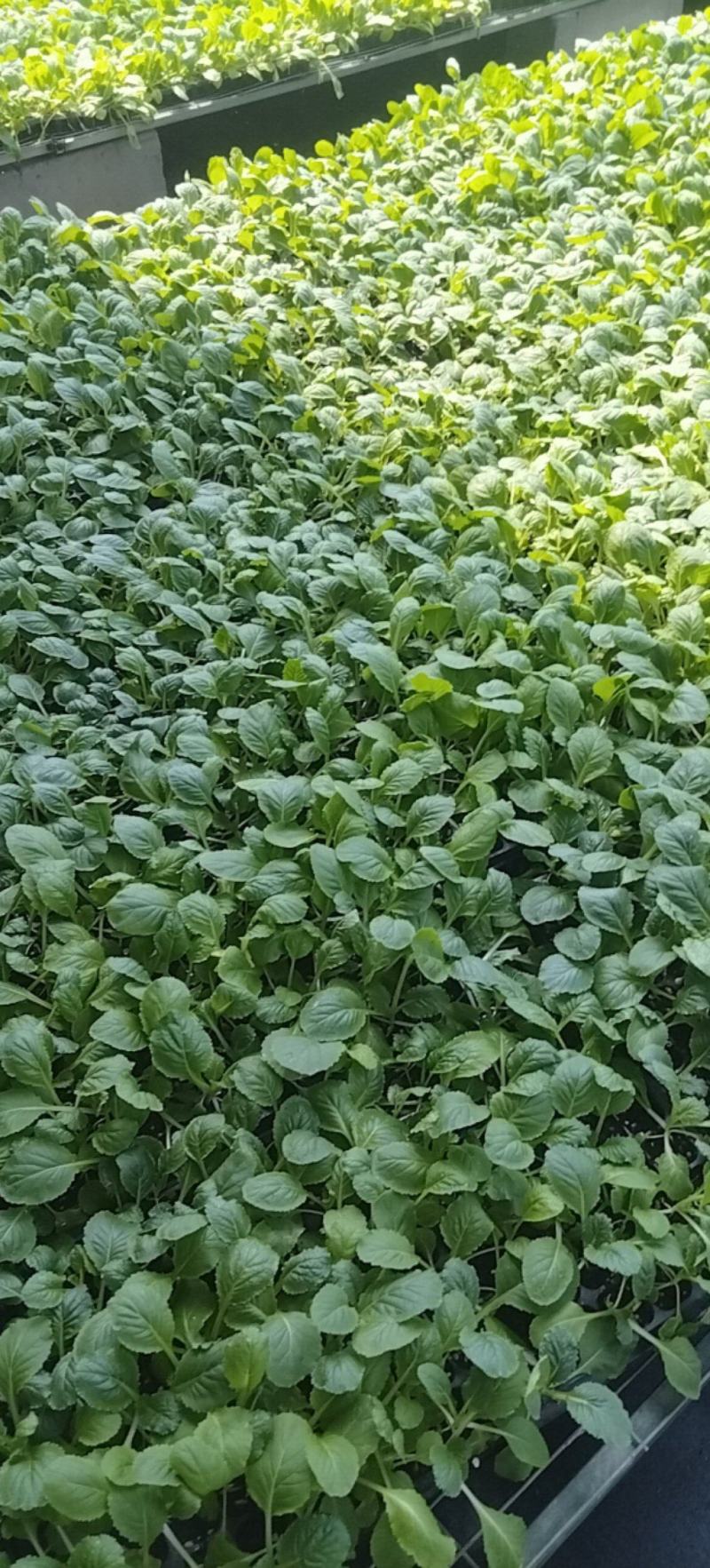 【推荐】精品白菜苗，厂家直供，基质育苗，无病虫害，现苗直发