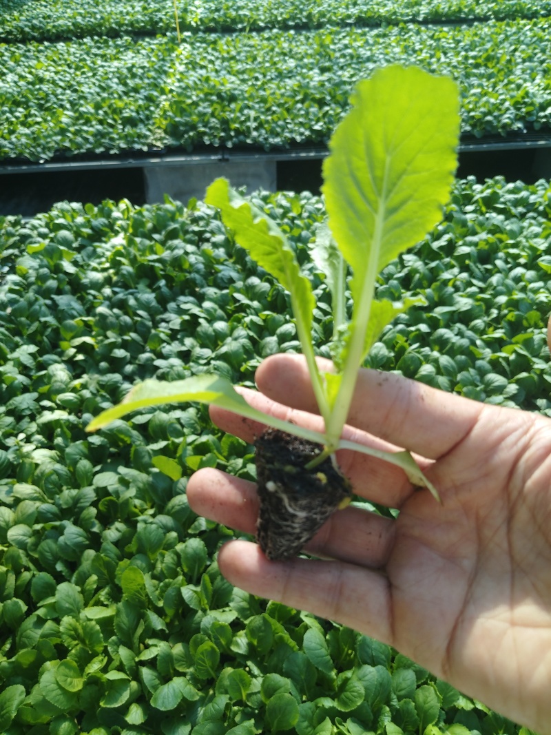 【推荐】精品白菜苗，厂家直供，基质育苗，无病虫害，现苗直发
