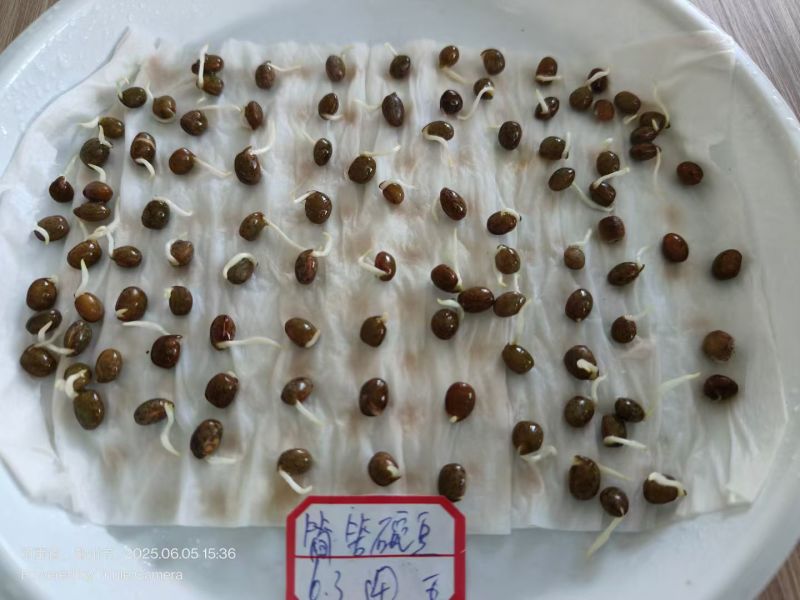 箭筈豌豆农田果园绿化护坡肥田草耐旱养殖牧草毛苕子