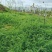 箭筈豌豆农田果园绿化护坡肥田草耐旱养殖牧草毛苕子