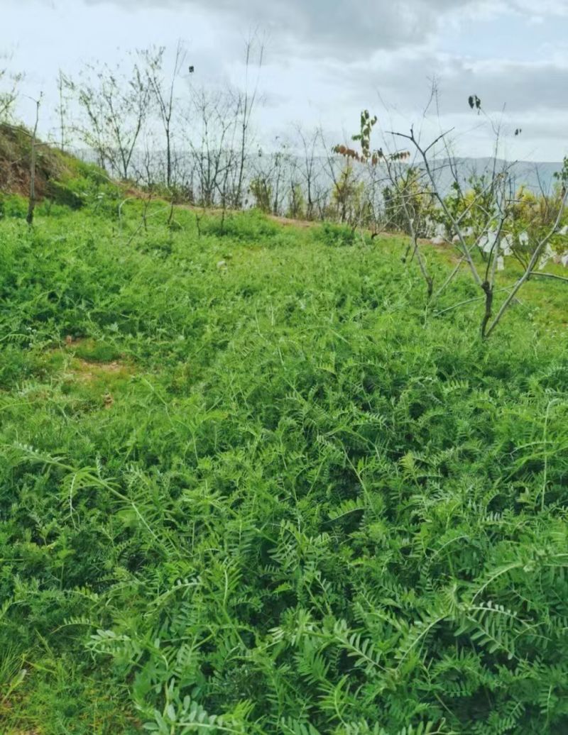 箭筈豌豆农田果园绿化护坡肥田草耐旱养殖牧草毛苕子