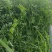 箭筈豌豆农田果园绿化护坡肥田草耐旱养殖牧草毛苕子