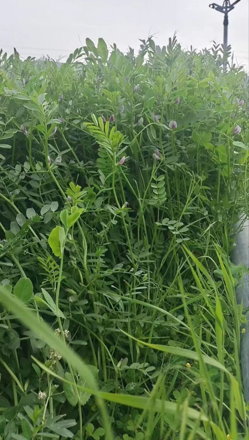 箭筈豌豆农田果园绿化护坡肥田草耐旱养殖牧草毛苕子