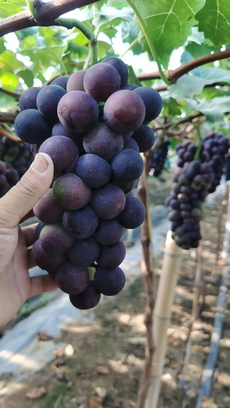 江苏东海县葡萄巨峰葡萄甬优葡萄基地直供欢迎联系供商超