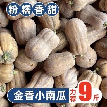 小金香南瓜2斤左右又甜又面金香南瓜视频看货