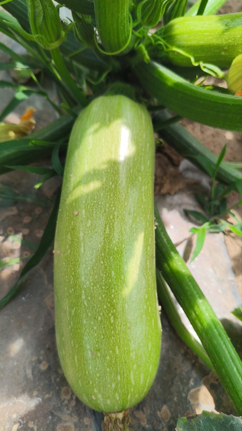 例如，淳化十里塬沟圈村西葫芦