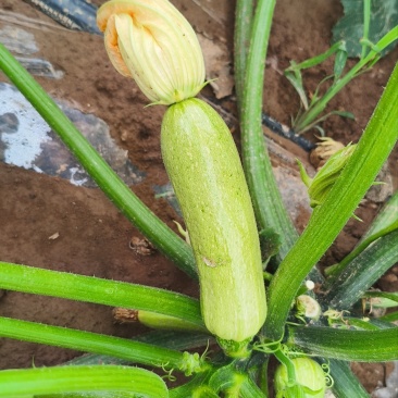 例如，淳化十里塬沟圈村西葫芦
