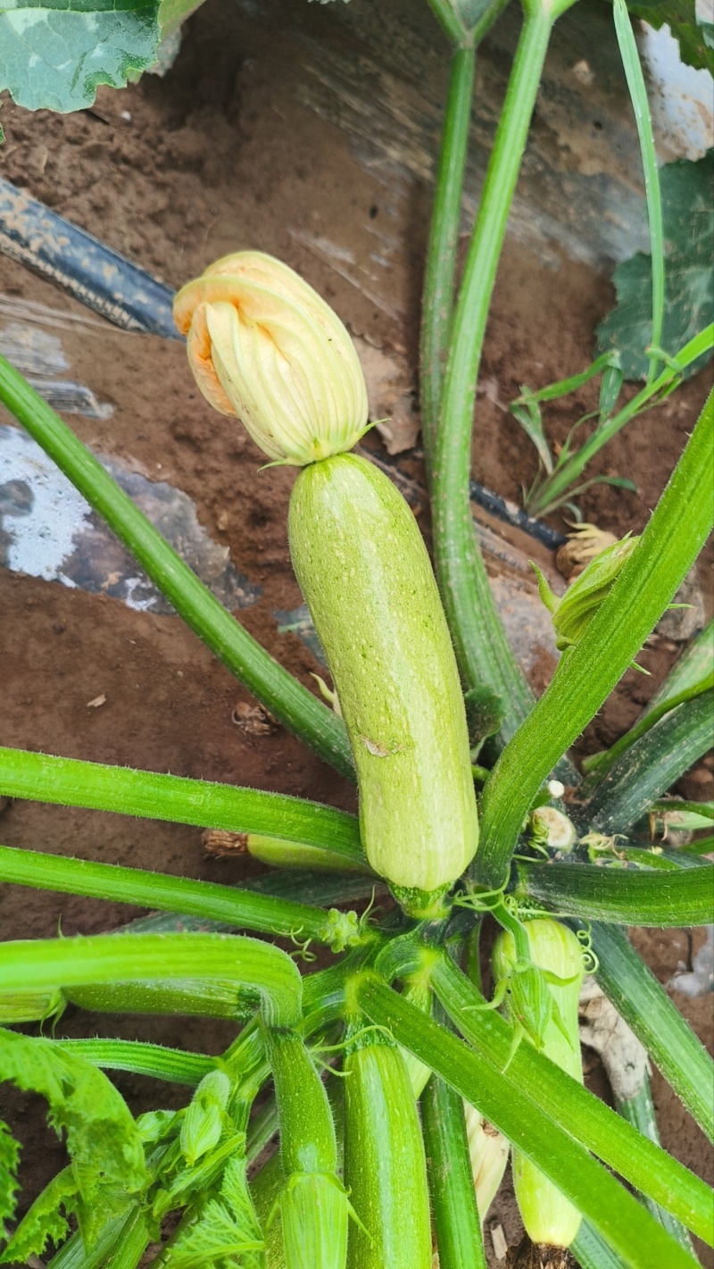 例如，淳化十里塬沟圈村西葫芦