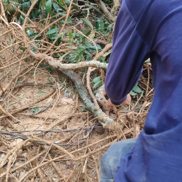 牛大力（天然种植·九年深山老根）自家山头原生态