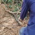 牛大力（天然种植·九年深山老根）自家山头原生态