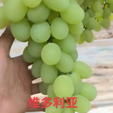 有大量青提***********微同步