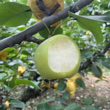 皇冠梨