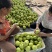 皇冠梨