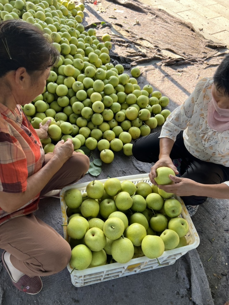 皇冠梨