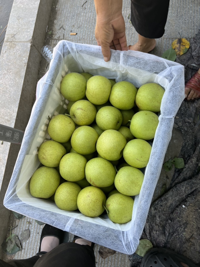 皇冠梨