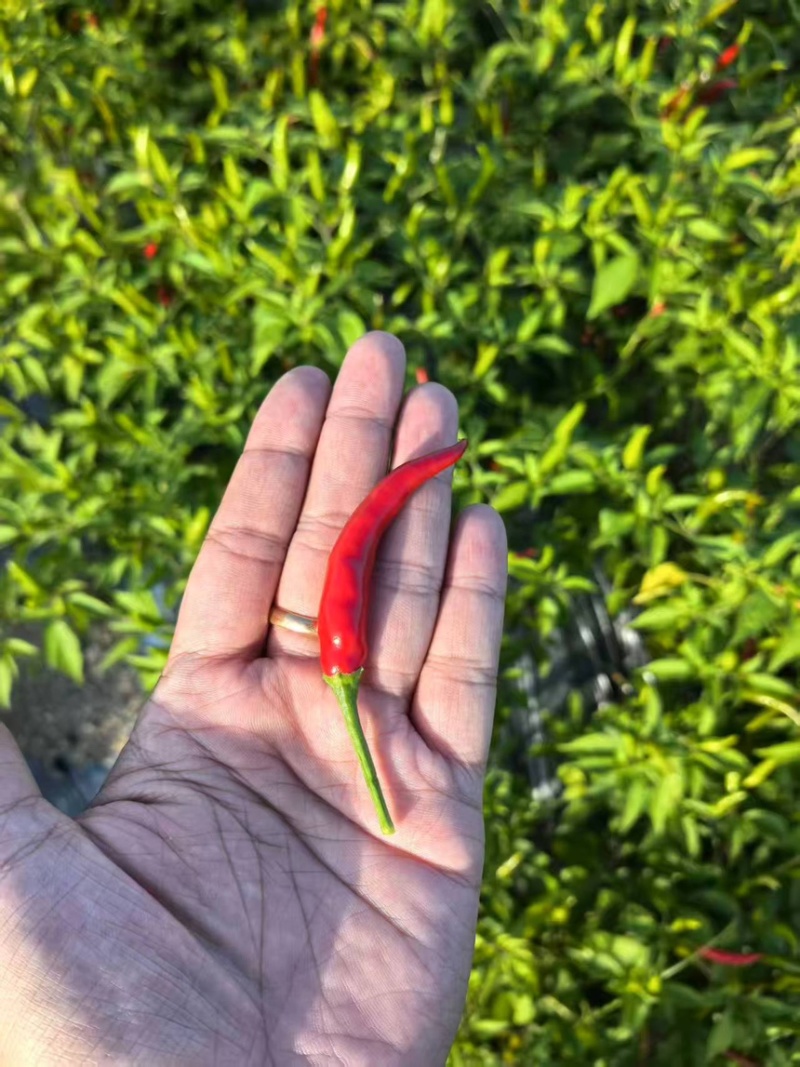 持续上货小米椒/朝天椒基地直出精品靓货