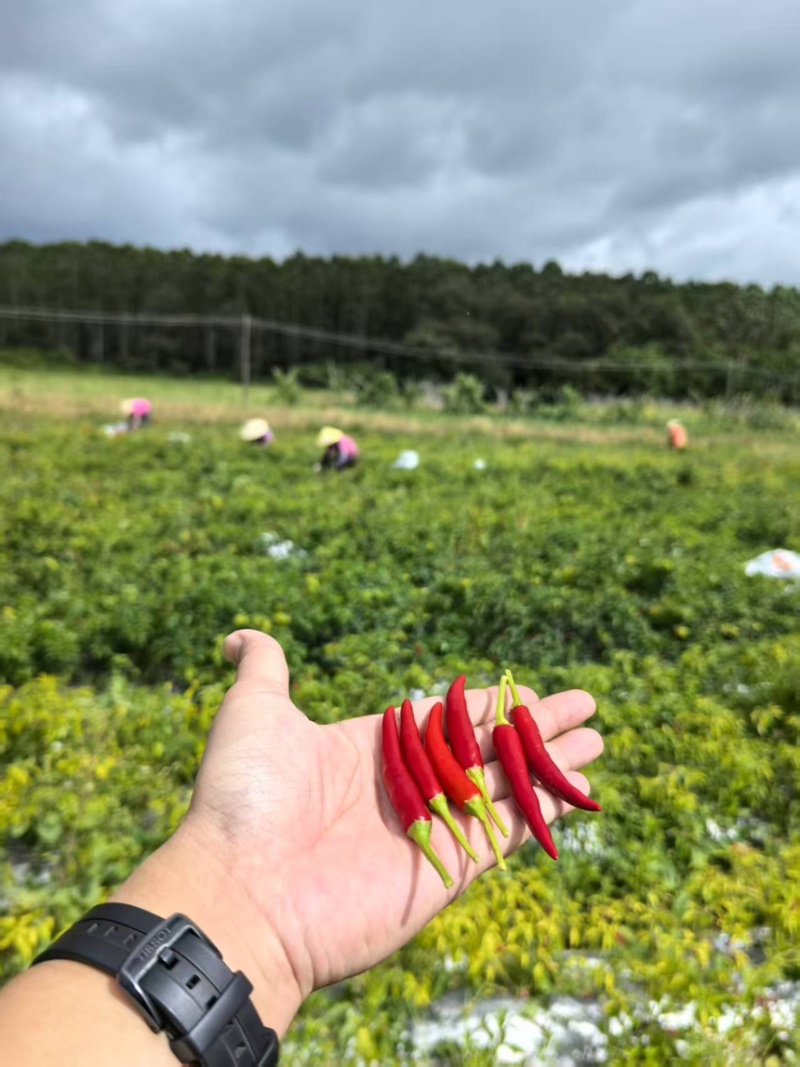朝天椒基地直出5～8万度辣