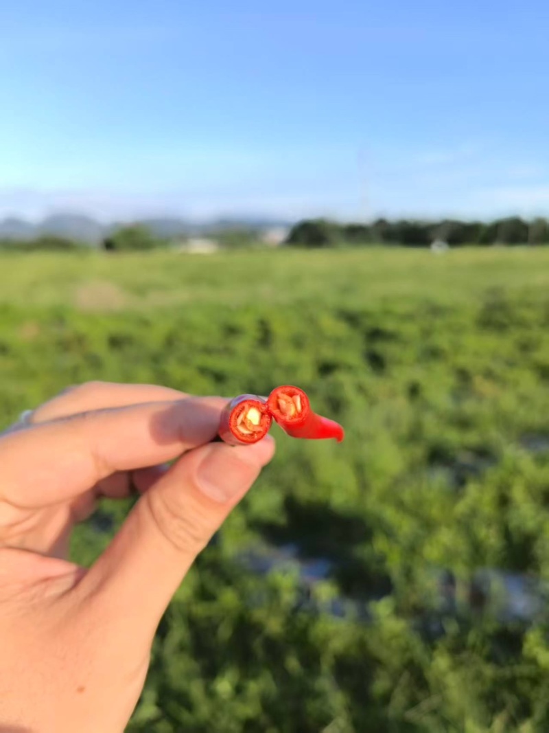 朝天椒基地直出5～8万度辣