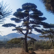 造型油松，造型黑松，造型松，景观松，景松，迎客松