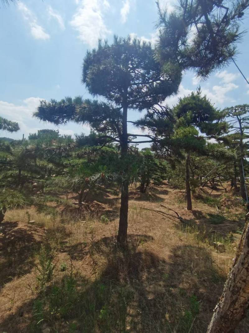 造型油松，造型黑松，造型松，景观松，景松，迎客松