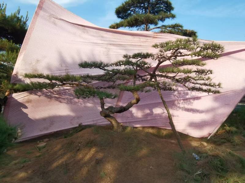造型油松，造型黑松，造型松，景观松，景松，迎客松
