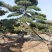 造型油松，造型黑松，造型松，景观松，景松，迎客松